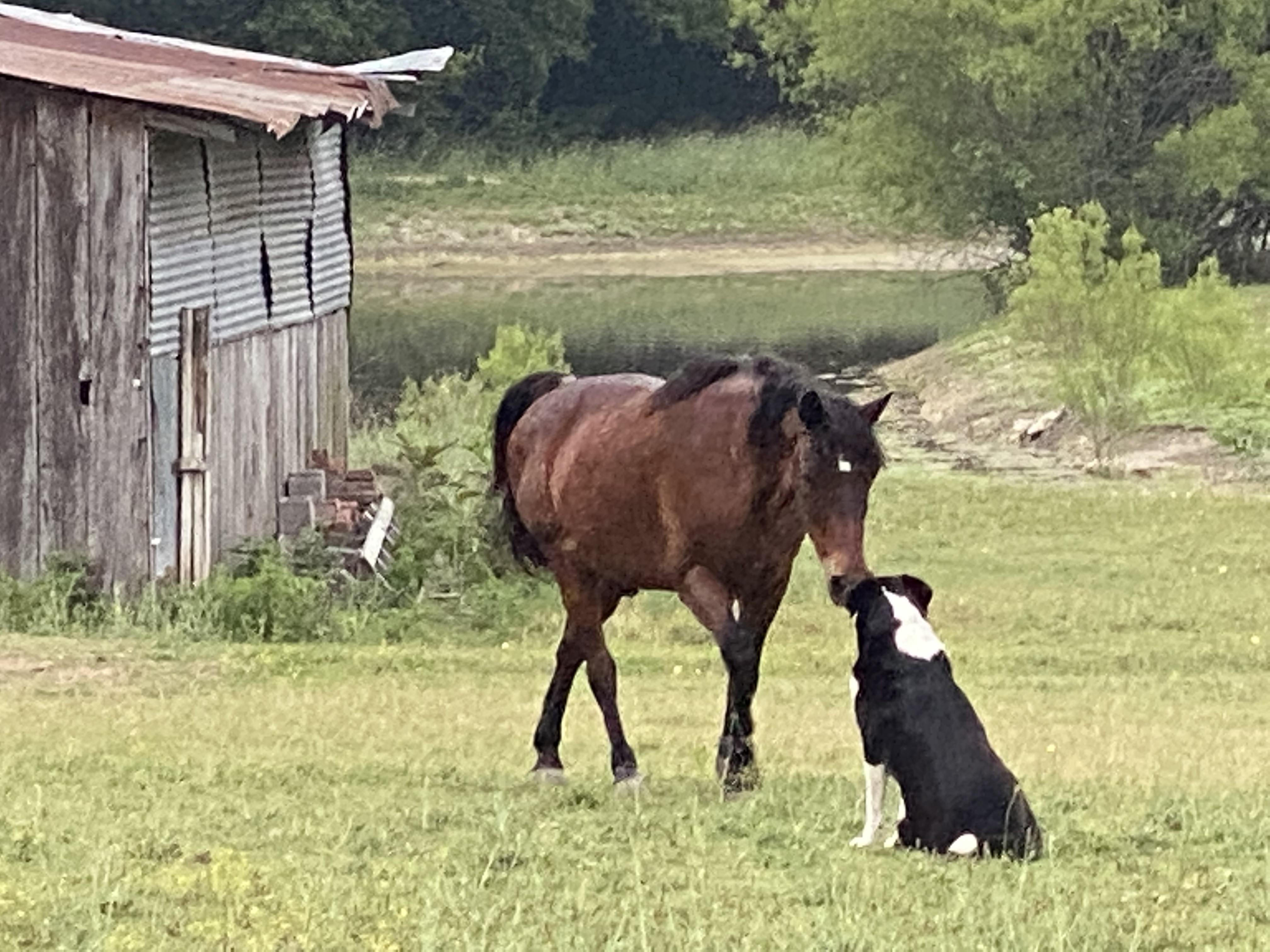 Prince the horse and Maggie the dog greeting each other in a green Lowry Crossing pasture